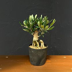 オリーブ：ルッカ　創樹さんの盆栽仕立て　3号鉢植え26-11