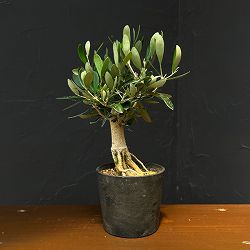 オリーブ：ルッカ　創樹さんの盆栽仕立て　3号鉢植え26-12