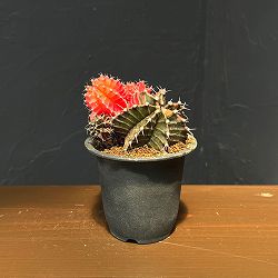 サボテン：ギムノカリキウム　緋牡丹錦（ヒボタンニシキ）3号鉢植え26-02