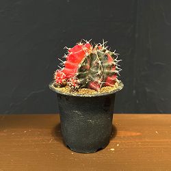 サボテン：ギムノカリキウム　緋牡丹錦（ヒボタンニシキ）3号鉢植え26-03