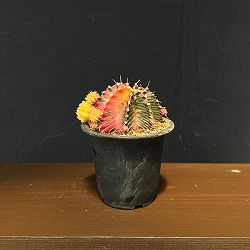 サボテン：ギムノカリキウム　緋牡丹錦（ヒボタンニシキ）3号鉢植え26-04