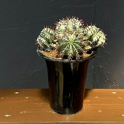 ユーフォルビア：ホリダ（実生セレクト株）　4.5号鉢植え26-01