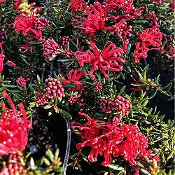 グレビレア：ニューブラッド6号鉢植え