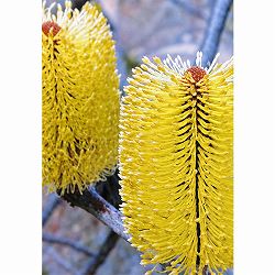 バンクシア：マルギナータ5号鉢植え