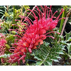 グレビレア：グレープ6号鉢植え