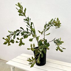 バンクシア：レマニアナ6号鉢植え