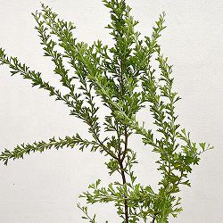 グレビレア：ベスティタ5号鉢植え