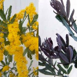 [26年9月中下旬予約]アカシア：ギンヨウ（銀葉）アカシアプルプレア 6号鉢植え