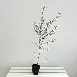 メラレウカ：テレティフォリア（ハニーマートル）白花 4号ポット