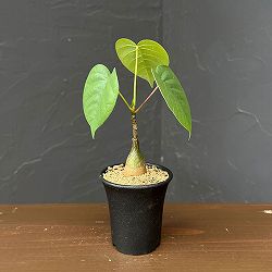 プセウドボンバックス：エリプチクム　2.5号鉢植え