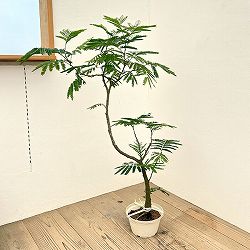 エバーフレッシュ（盆栽風）　7号平皿