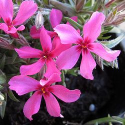 シバザクラ（芝桜） ：赤系　3号ポット