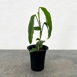 フィロデンドロン：オラランティフォリウム(オウランティフォリウム)　3号鉢植え