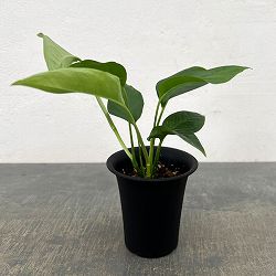 モンステラ：オブリクア　タボ　3号鉢植え