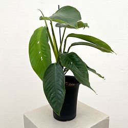 ラフィドフォラ：フォラミニフェラ　4号鉢植え
