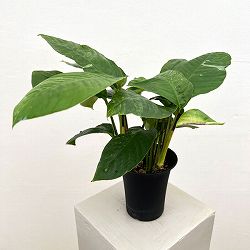 ラフィドフォラ：プベルラ　斑入り　4号鉢植え