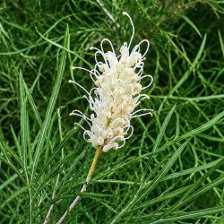グレビレア：バンクシー アルバ 8号鉢植え