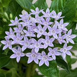 ペンタス：ライカブルー一重3.5号ポット