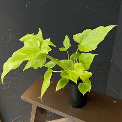 フィロデンドロン：ワーセルウィッシー　フラバム　3号鉢植え