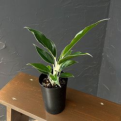 アグラオネマ：ホワイトジュエル　3号鉢植え