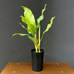 アグラオネマ：sp.　3号鉢植え