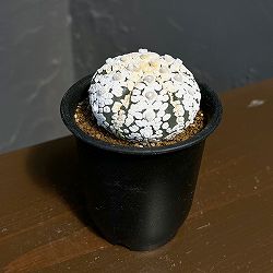 アストロフィツム：スーパー兜（かぶと）3号鉢植え**