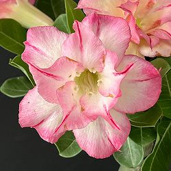アデニウム：オベスム　Hartbreeze　4号鉢植え