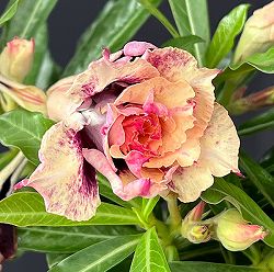 アデニウム：オベスム　Golden Year　4号鉢植え