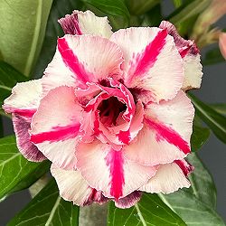 アデニウム：オベスム　Purple　Eye　4号鉢植え