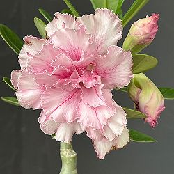 アデニウム：オベスム　super pink　4号鉢植え