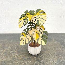 飾れる　斑入りモンステラ　コースター　ホワイトポット　