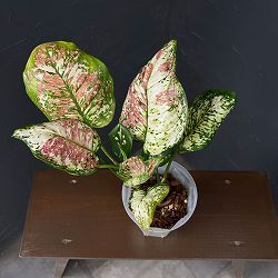 アグラオネマ：アンヤマニー トリカラー　4号鉢植え*