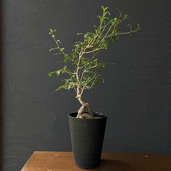 オペルクリカリア：パキプス　4号鉢植え26-02