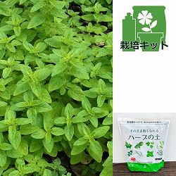 オレガノ：コモン（料理用オレガノ）3号ポットとデルモンテ：そのまま育てられるハーブの土1.5リットルのセット