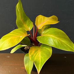 フィロデンドロン：パーシモンプリンセス　4号鉢植え26-02