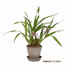 BERGS POTTER：ジュリー10 グレー(直径10cm)42882