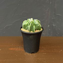 サボテン：アストロフィツムミリオスティグマ　複隆　2.5号鉢植え26-01