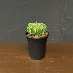 サボテン：アストロフィツムミリオスティグマ　複隆　2.5号鉢植え26-02