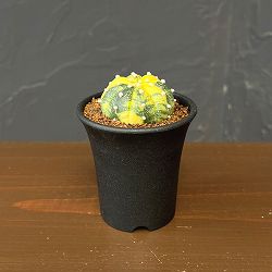 アストロフィツム：兜丸錦（かぶとまるにしき）　2.5号鉢植え26-01