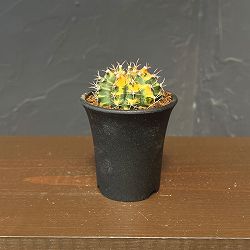 サボテン：ギムノカリキウム　実生ミノハビッチ　特選緋牡丹錦　2.5号鉢植え