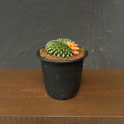 サボテン：ギムノカリキウム　無刺牡丹玉石化　錦　3号鉢植え