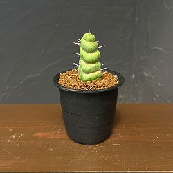 サボテン：ユーリキニア カスタネア スピラリス　3号鉢植え