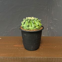 サボテン：ギムノカリキウム　ミノハビッチ　モンスト　3号鉢植え26-01