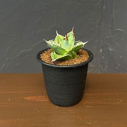 アガベ：チタノタ　シエラミクスティカ　3号鉢植え