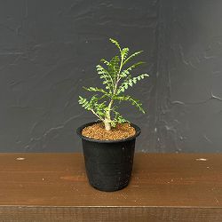 ボスウェリア：ネグレクタ　3号鉢植え**