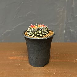 サボテン：ギムノカリキウム　無刺牡丹玉石化　錦　2.5号鉢植え