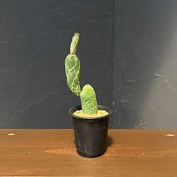 サボテン：オプンチア　亀甲団扇（キッコウウチワ）2.5号鉢植え