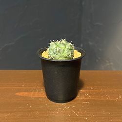 コリファンタ：大疣象牙丸　2.5号鉢植え