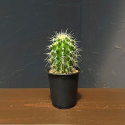 サボテン：エキノカクタス　グルソニー　金鯱　2.5号鉢植え