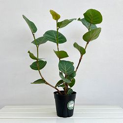 シーグレープ　5号鉢植え